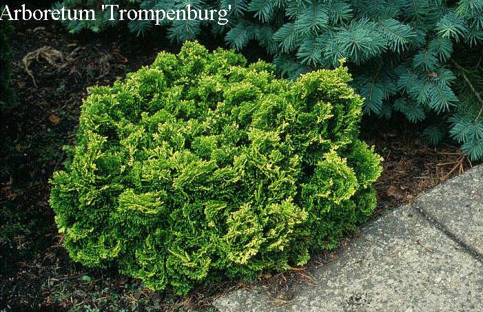 Chamaecyparis obtusa 'Yellowtip'