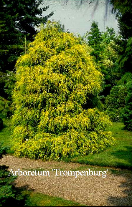 Chamaecyparis pisifera 'Filifera Aurea'