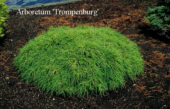 Chamaecyparis pisifera 'Filifera Nana'