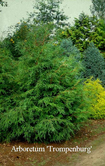 Chamaecyparis pisifera 'Squarrosa Intermedia'