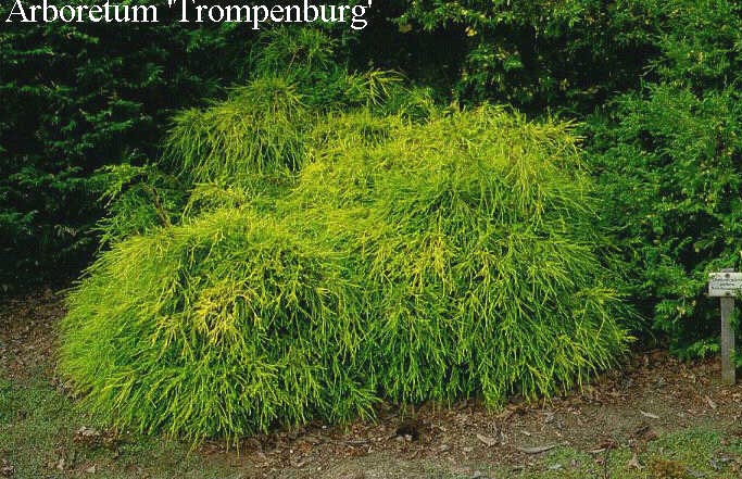 Chamaecyparis pisifera 'Sungold'