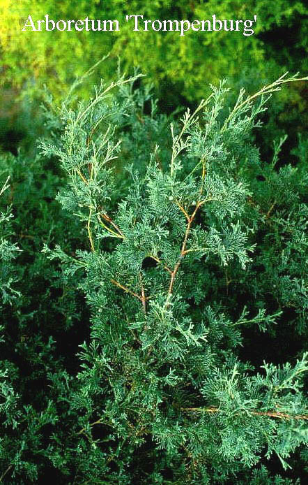 Chamaecyparis thyoides 'Glauca'