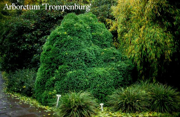 Cryptomeria japonica 'Compacta'