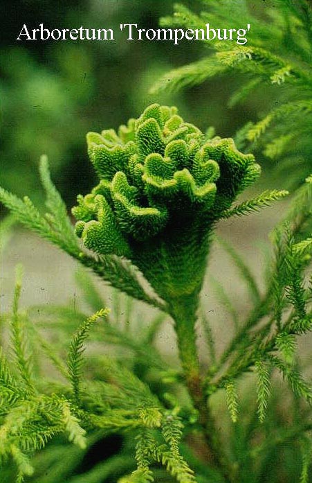 Cryptomeria japonica 'Cristata'