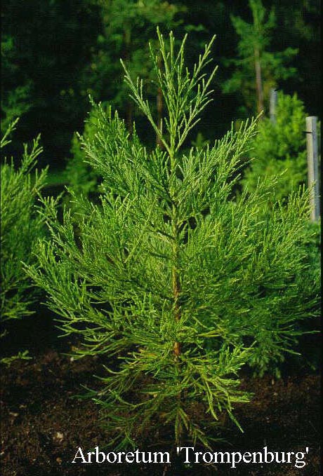 Cryptomeria japonica 'Gracilis' (50133)