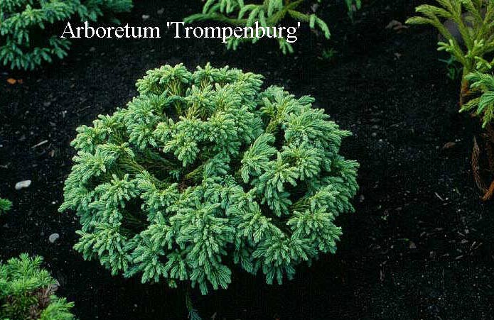 Cryptomeria japonica 'Little Diamond'