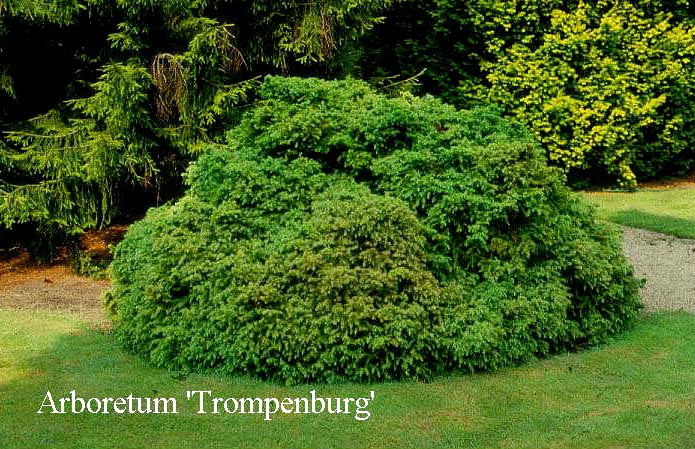 Cryptomeria japonica 'Monstrosa Nana'