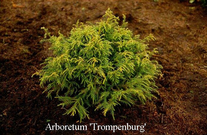 Cryptomeria japonica 'Pygmaea' (50141)