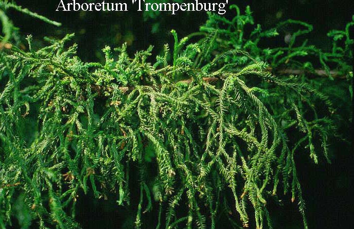 Cryptomeria japonica 'Rasen'