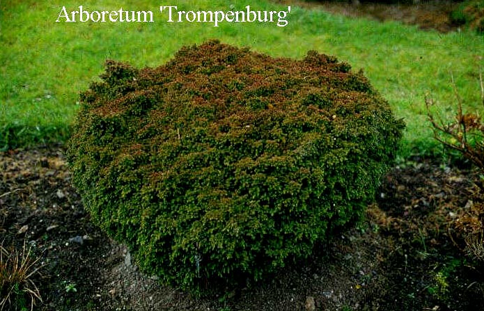 Cryptomeria japonica 'Vilmoriniana'