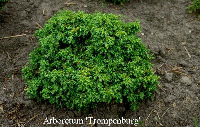 Cryptomeria japonica 'Yokohama'