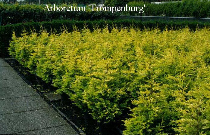 Cupressocyparis leylandii 'Gold Rider' (50149)