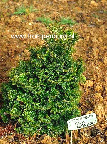 Chamaecyparis obtusa 'Chabo yadori'