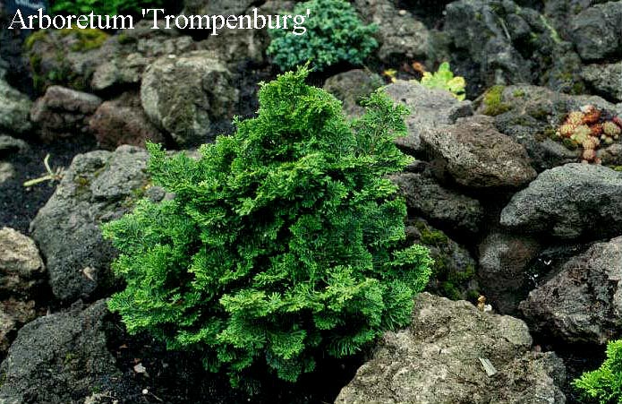 Chamaecyparis obtusa 'Dainty Doll'