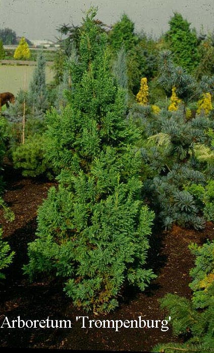 Chamaecyparis obtusa 'Drath'