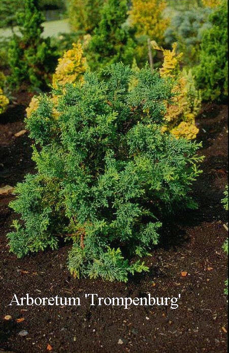 Chamaecyparis obtusa 'Lycopodioides'