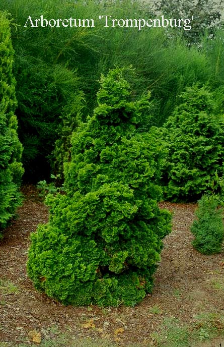 Chamaecyparis obtusa 'Nana Gracilis'