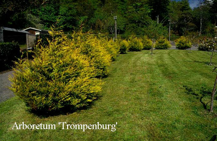 Cupressocyparis leylandii 'Robinson's Gold' (50200)