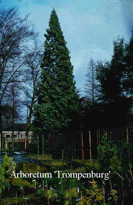 Cupressus arizonica 'Glauca'