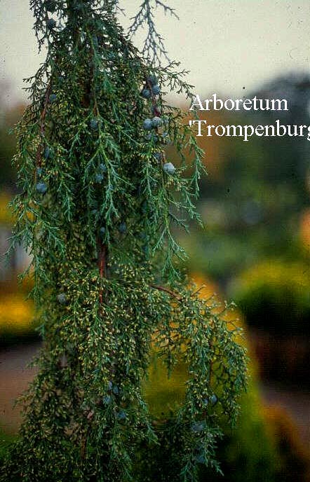 Cupressus lusitanica 'Glauca Pendula'