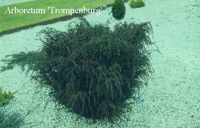 Diselma archeri