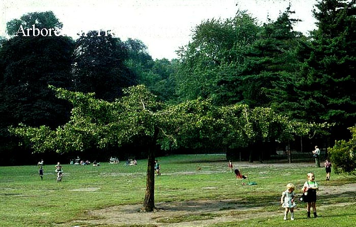 Ginkgo biloba 'Horizontalis'