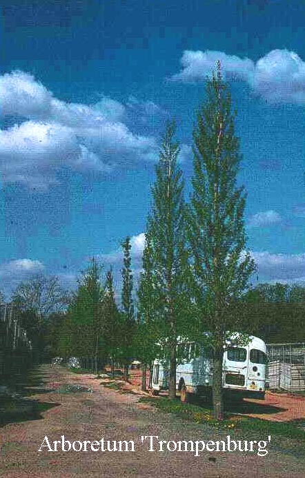 Ginkgo biloba 'Princeton Sentry'