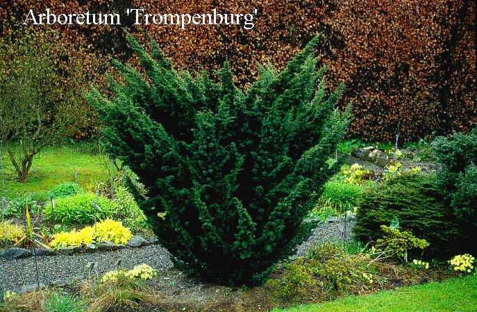 Juniperus chinensis 'Blaauw'