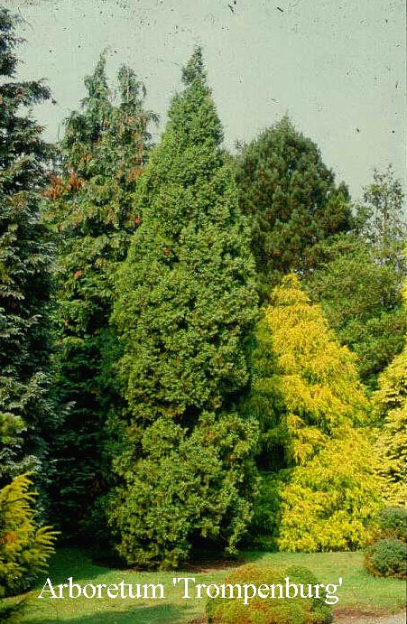 Juniperus chinensis 'Keteleeri'