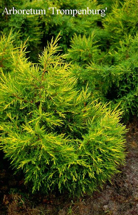 Juniperus chinensis 'Kuriwao Gold' (50228)
