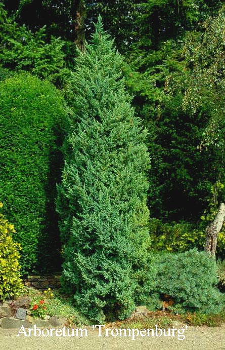 Juniperus chinensis 'Monarch'