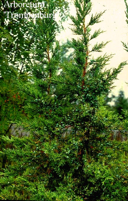 Juniperus chinensis 'Olympia' (50231)