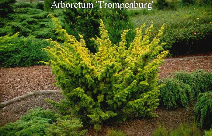 Juniperus chinensis 'Plumosa Aurea' (50232)