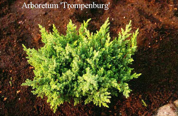 Juniperus chinensis 'San Jose'