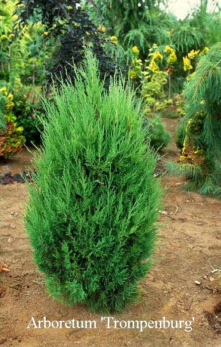 Juniperus chinensis 'Spartan'