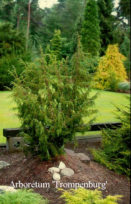 Juniperus communis 'Fontaen' (50240)