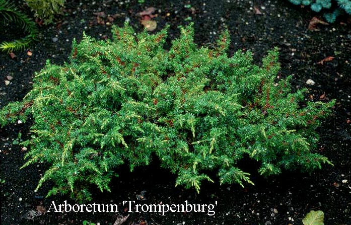 Juniperus communis 'Green Carpet'