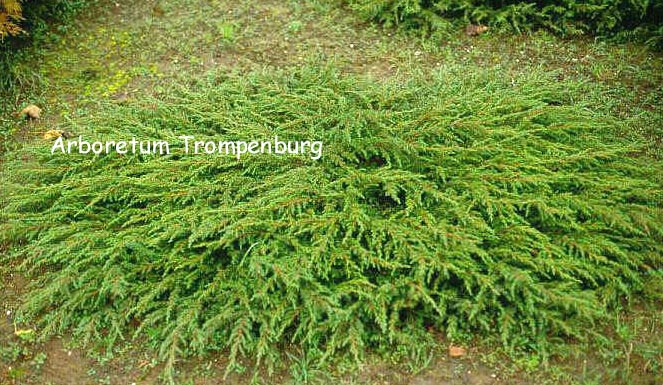 Juniperus communis 'Hornibrookii'