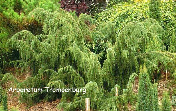 Juniperus communis 'Horstmann'