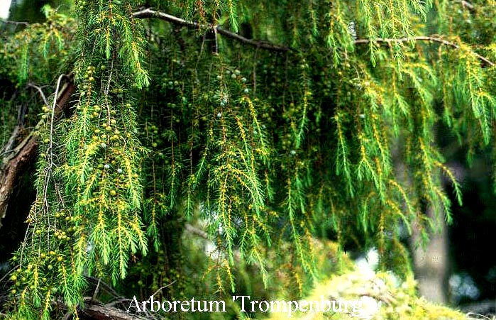 Juniperus communis 'Oblonga Pendula' (50245)