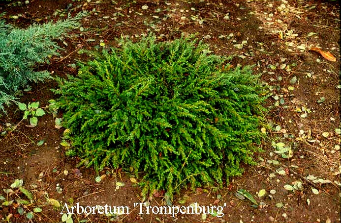 Juniperus communis 'Repanda'