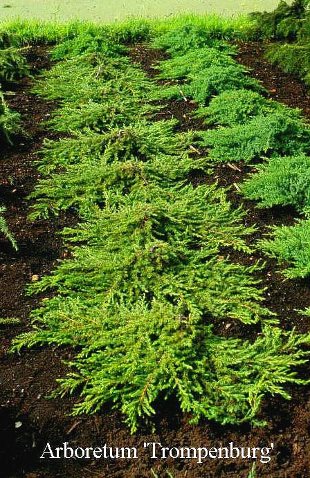 Juniperus communis 'Velebit' (50249)