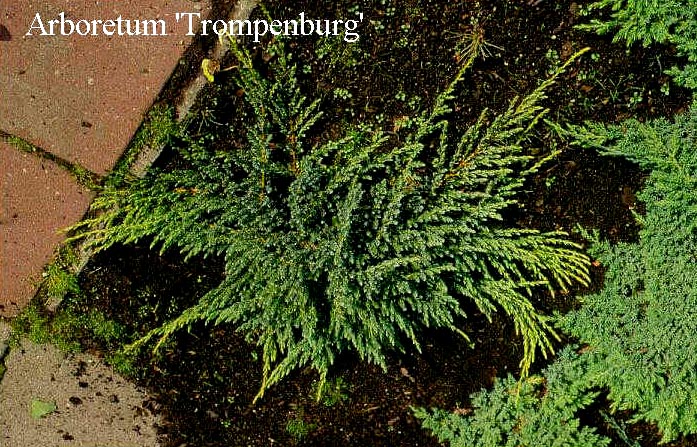 Juniperus communis saxatilis (50250)