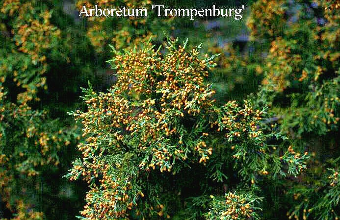 Juniperus deppeana