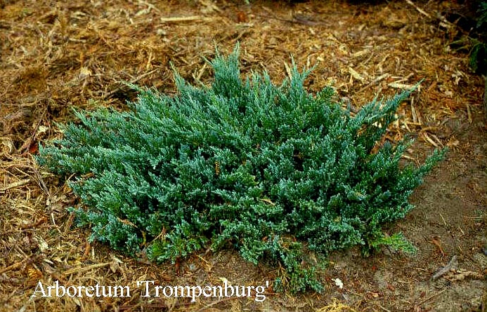 Juniperus horizontalis 'Blue Chip' (50259)