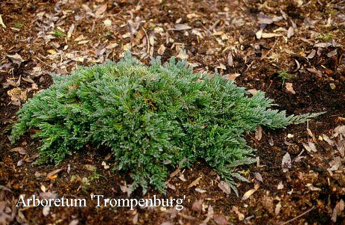 Juniperus horizontalis 'Turquoise Spreader' (50267)