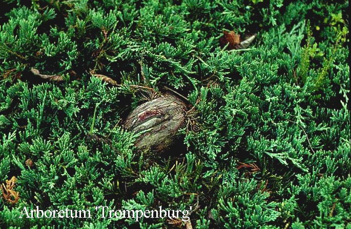 Juniperus horizontalis 'Wiltonii'