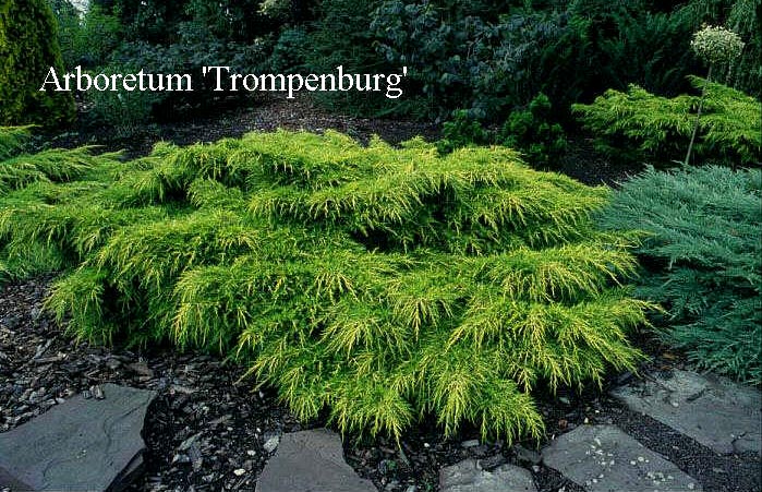 juniperus pfitzeriana 'gold coast' | Landscaping ideas | Pinterest