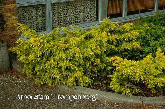 Juniperus pfitzeriana 'Golden Saucer'