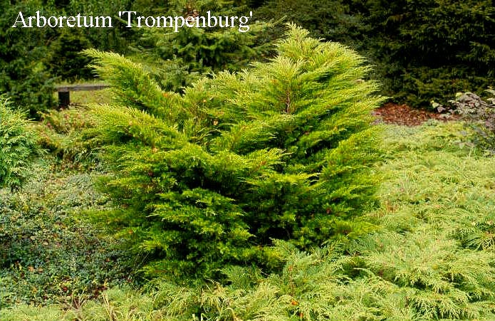 Juniperus pfitzeriana 'Mint Julep'